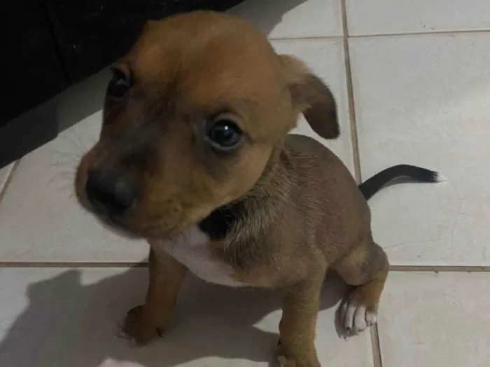 Cachorro ra a SRD-ViraLata idade Abaixo de 2 meses nome Filhote