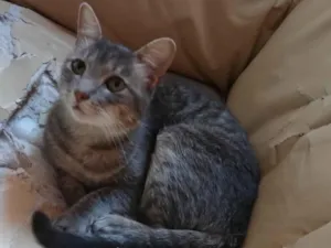 Gato raça SRD-ViraLata idade 2 a 6 meses nome Maya