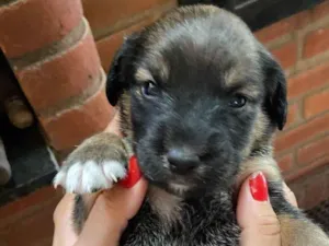 Cachorro raça SRD-ViraLata idade Abaixo de 2 meses nome Filhote