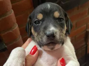 Cachorro raça SRD-ViraLata idade Abaixo de 2 meses nome Filhote