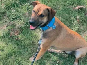 Cachorro raça SRD-ViraLata idade 7 a 11 meses nome Rocco 