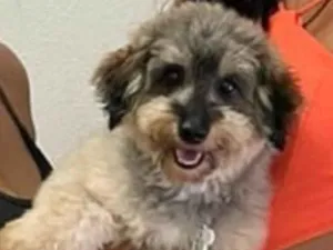 Cachorro raça SRD-ViraLata idade 2 anos nome Marshall