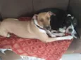 Fred e Barney
