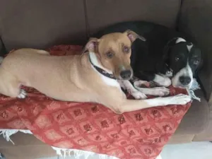 Cachorro raça SRD-ViraLata idade 6 ou mais anos nome Fred e Barney