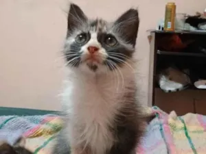 Gato raça SRD-ViraLata idade Abaixo de 2 meses nome Princesa 