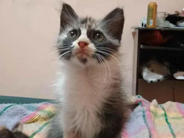 Gato ra a SRD-ViraLata idade Abaixo de 2 meses nome Princesa 