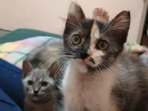 Gato raça SRD-ViraLata idade Abaixo de 2 meses nome Lindinha 