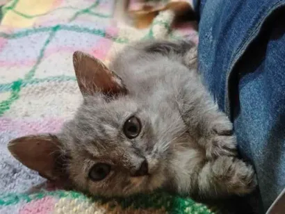 Gato raça SRD-ViraLata idade Abaixo de 2 meses nome Fumaça 