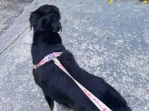 Cachorro raça SRD-ViraLata idade 2 anos nome Nina 