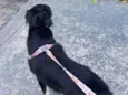 Nina
