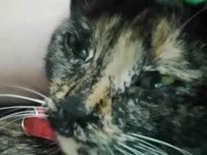 Gato raça SRD-ViraLata idade 7 a 11 meses nome Meg
