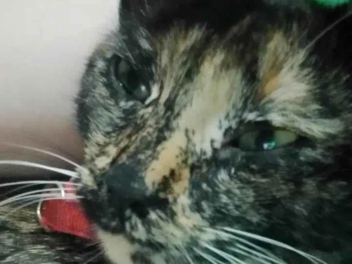 Gato ra a SRD-ViraLata idade 7 a 11 meses nome Meg