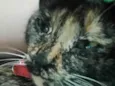 Meg