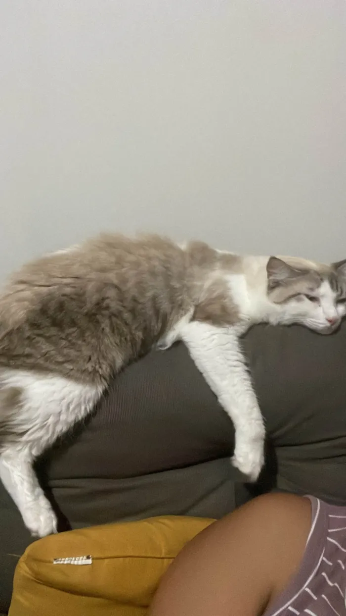 Gato ra a Siamês idade 1 ano nome Luke