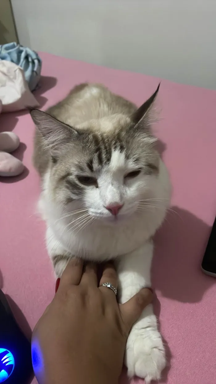 Gato ra a Siamês idade 1 ano nome Luke