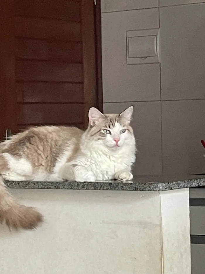 Gato ra a Siamês idade 1 ano nome Luke