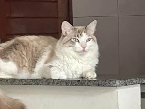 Gato raça Siamês idade 1 ano nome Luke