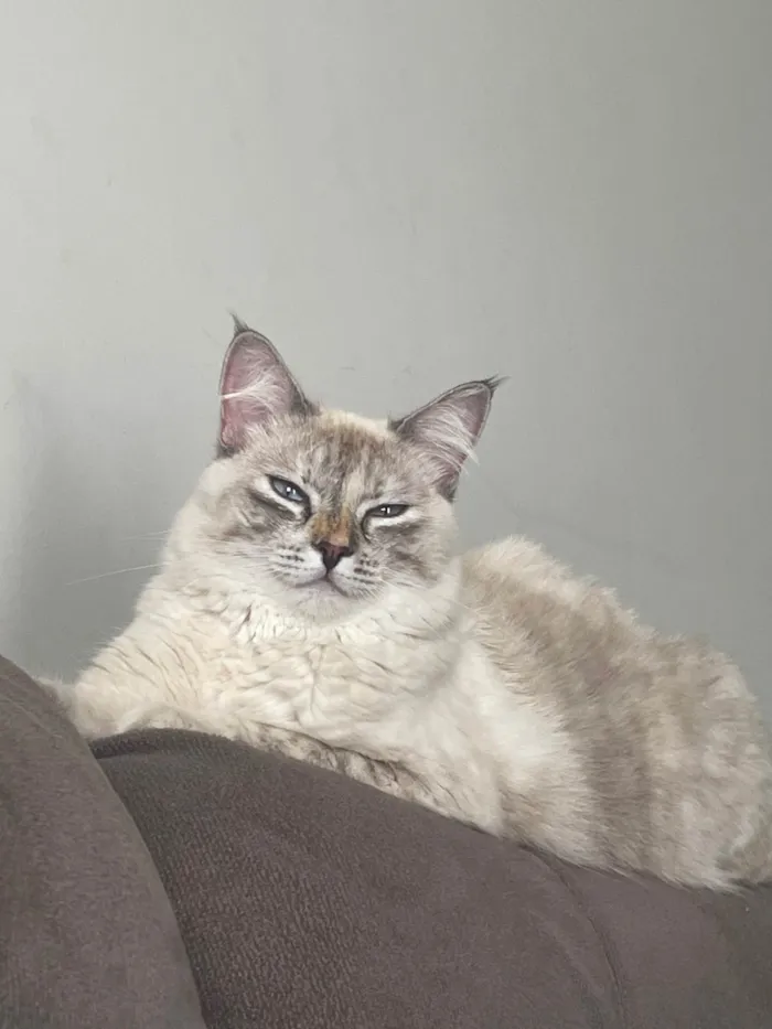 Gato ra a Siamês idade 1 ano nome Léia