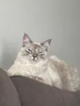 Léia