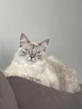 Léia