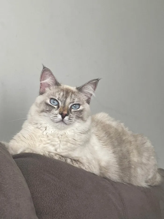 Gato ra a Siamês idade 1 ano nome Léia