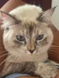 Léia