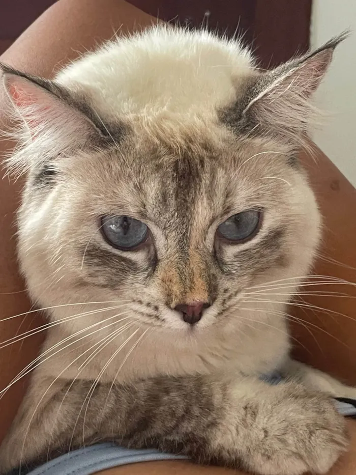 Gato ra a Siamês idade 1 ano nome Léia
