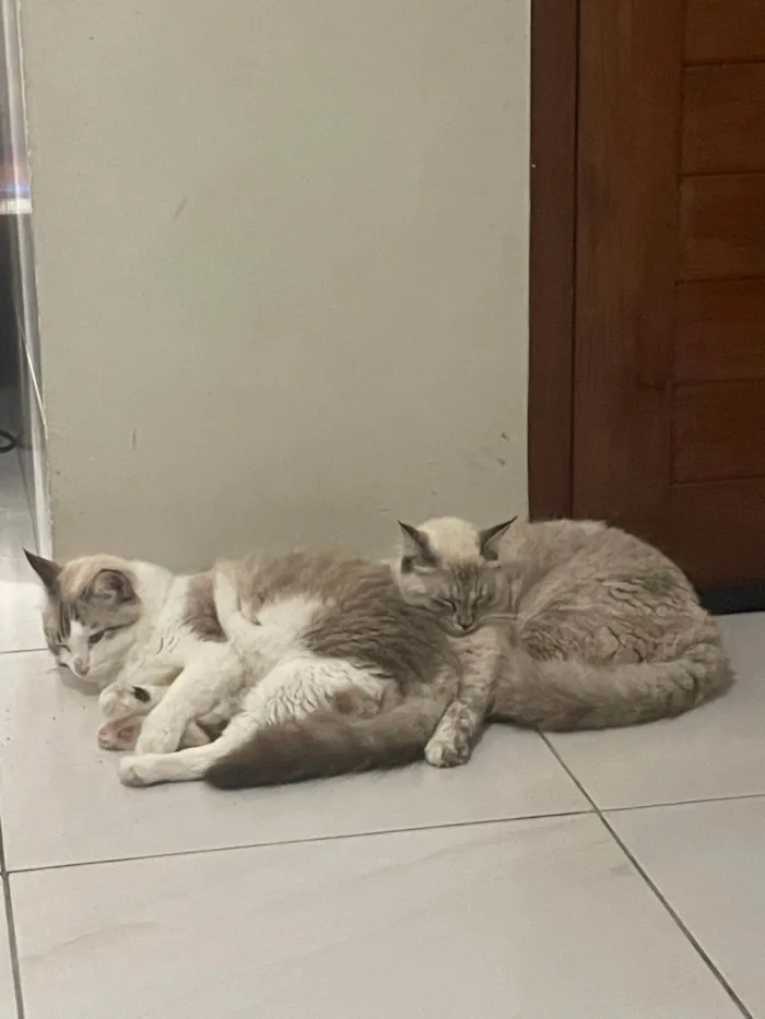 Gato ra a Siamês idade 1 ano nome Léia