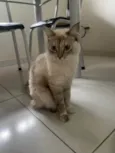 Léia
