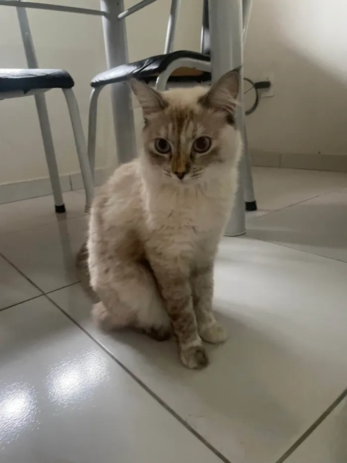 Gato ra a Siamês idade 1 ano nome Léia