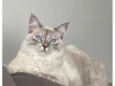 Léia