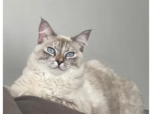 Gato raça Siamês idade 1 ano nome Léia