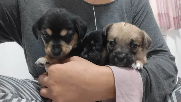 Cachorro ra a SRD-ViraLata idade Abaixo de 2 meses nome ANDERSON APARECIDO DOS SANTOS