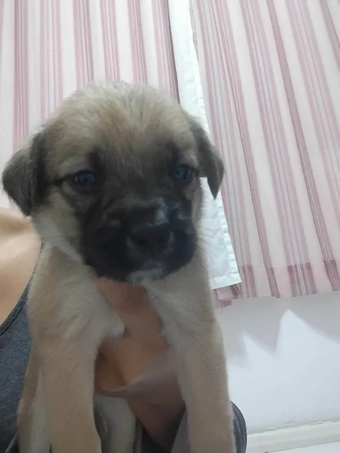 Cachorro ra a SRD-ViraLata idade Abaixo de 2 meses nome ANDERSON APARECIDO DOS SANTOS
