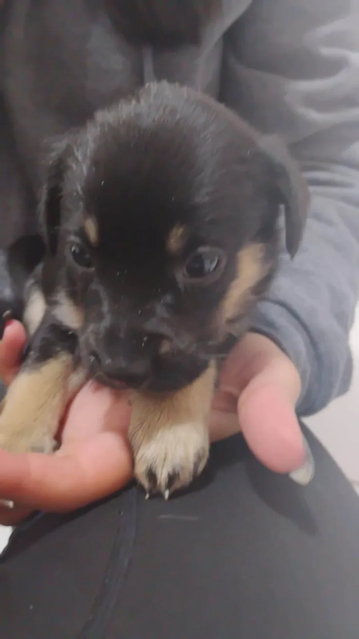 Cachorro ra a SRD-ViraLata idade Abaixo de 2 meses nome ANDERSON APARECIDO DOS SANTOS