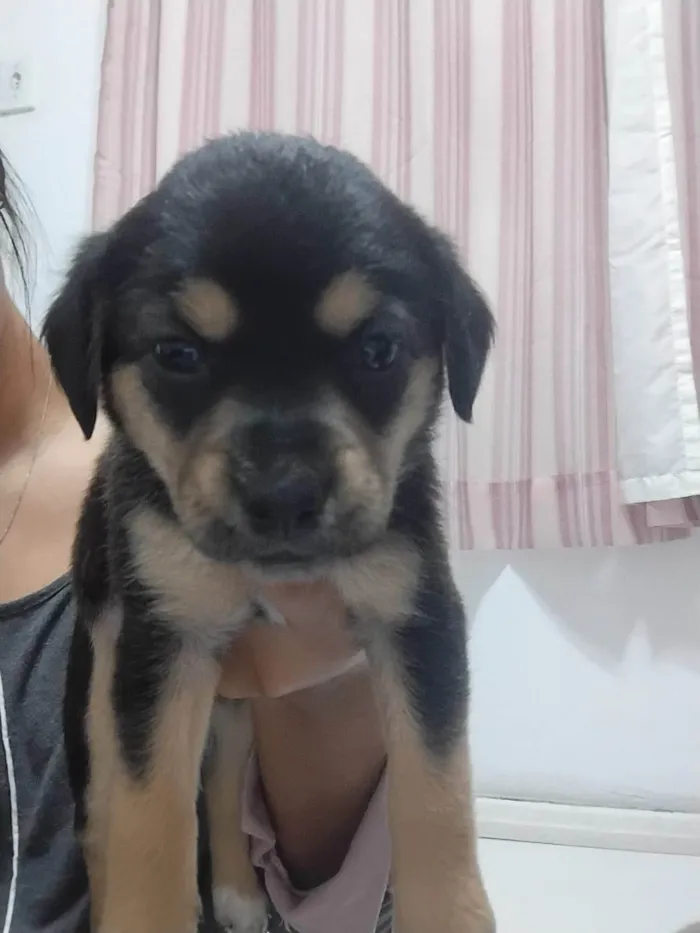 Cachorro ra a SRD-ViraLata idade Abaixo de 2 meses nome ANDERSON APARECIDO DOS SANTOS