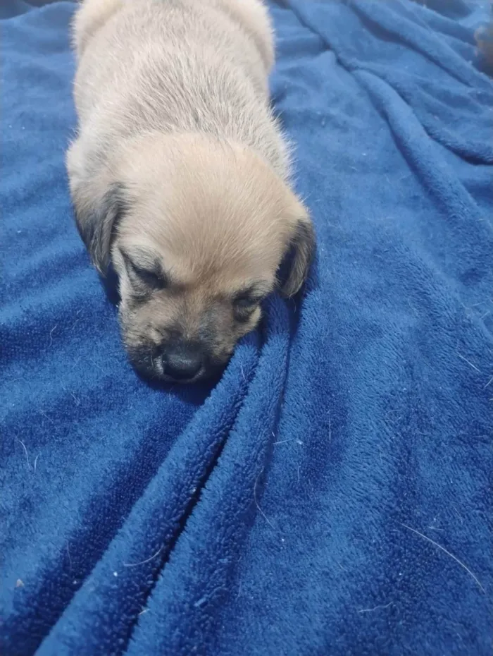 Cachorro ra a SRD-ViraLata idade Abaixo de 2 meses nome ANDERSON APARECIDO DOS SANTOS