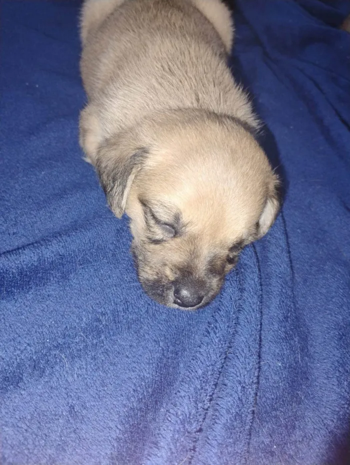 Cachorro ra a SRD-ViraLata idade Abaixo de 2 meses nome ANDERSON APARECIDO DOS SANTOS