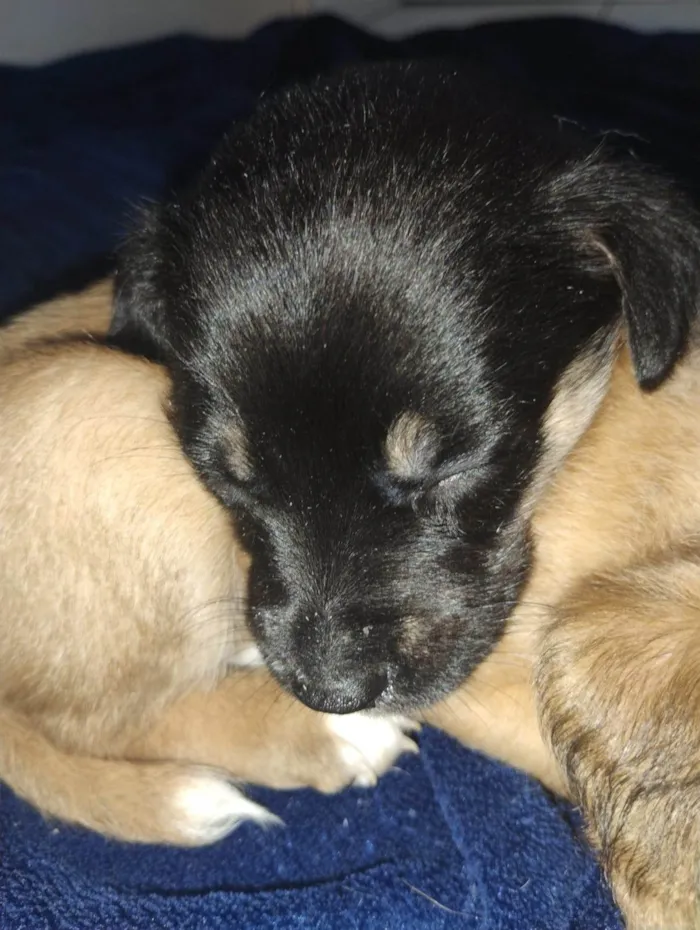Cachorro ra a SRD-ViraLata idade Abaixo de 2 meses nome ANDERSON APARECIDO DOS SANTOS