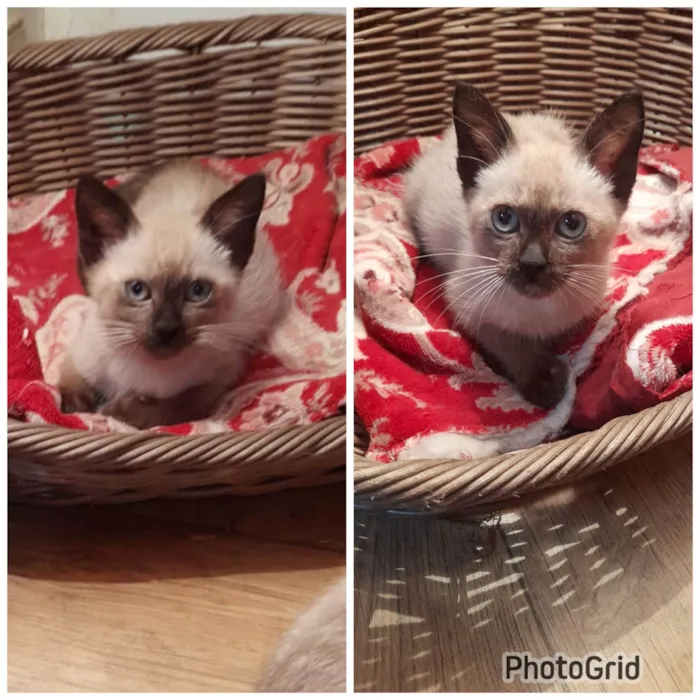 Gato ra a SRD-ViraLata idade 2 a 6 meses nome Jinx