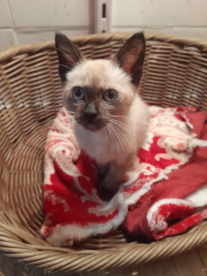 Gato ra a SRD-ViraLata idade 2 a 6 meses nome Jinx
