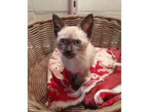 Gato raça SRD-ViraLata idade 2 a 6 meses nome Jinx
