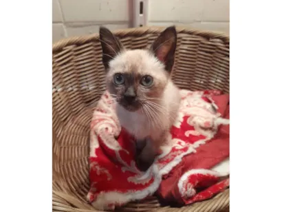Gato raça SRD-ViraLata idade 2 a 6 meses nome Jinx