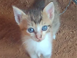 Gato raça SRD-ViraLata idade 2 a 6 meses nome Não há nome determinado.