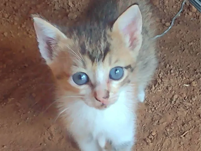 Gato ra a SRD-ViraLata idade 2 a 6 meses nome Não há nome determinado.