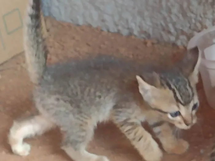 Gato ra a SRD-ViraLata idade 2 a 6 meses nome Não há nome escolhido.