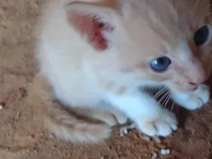 Gato raça SRD-ViraLata idade 2 a 6 meses nome Não há nome escolhido.
