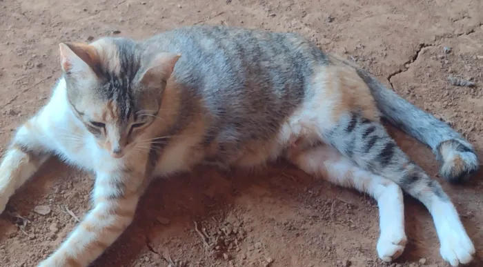 Gato ra a SRD-ViraLata idade 3 anos nome Não há nome escolhido.