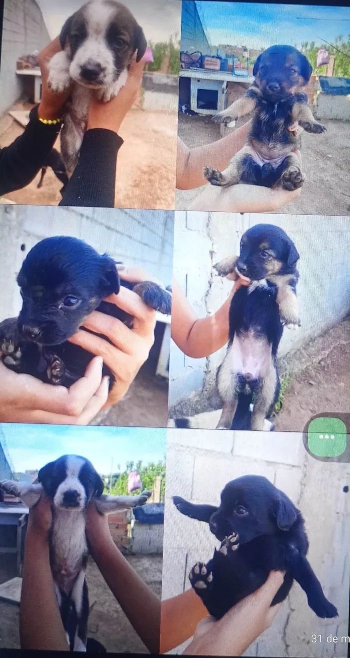 Cachorro ra a SRD-ViraLata idade 2 a 6 meses nome Thayla 
