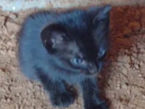 Gato raça SRD-ViraLata idade 2 a 6 meses nome Não há nome determinado.